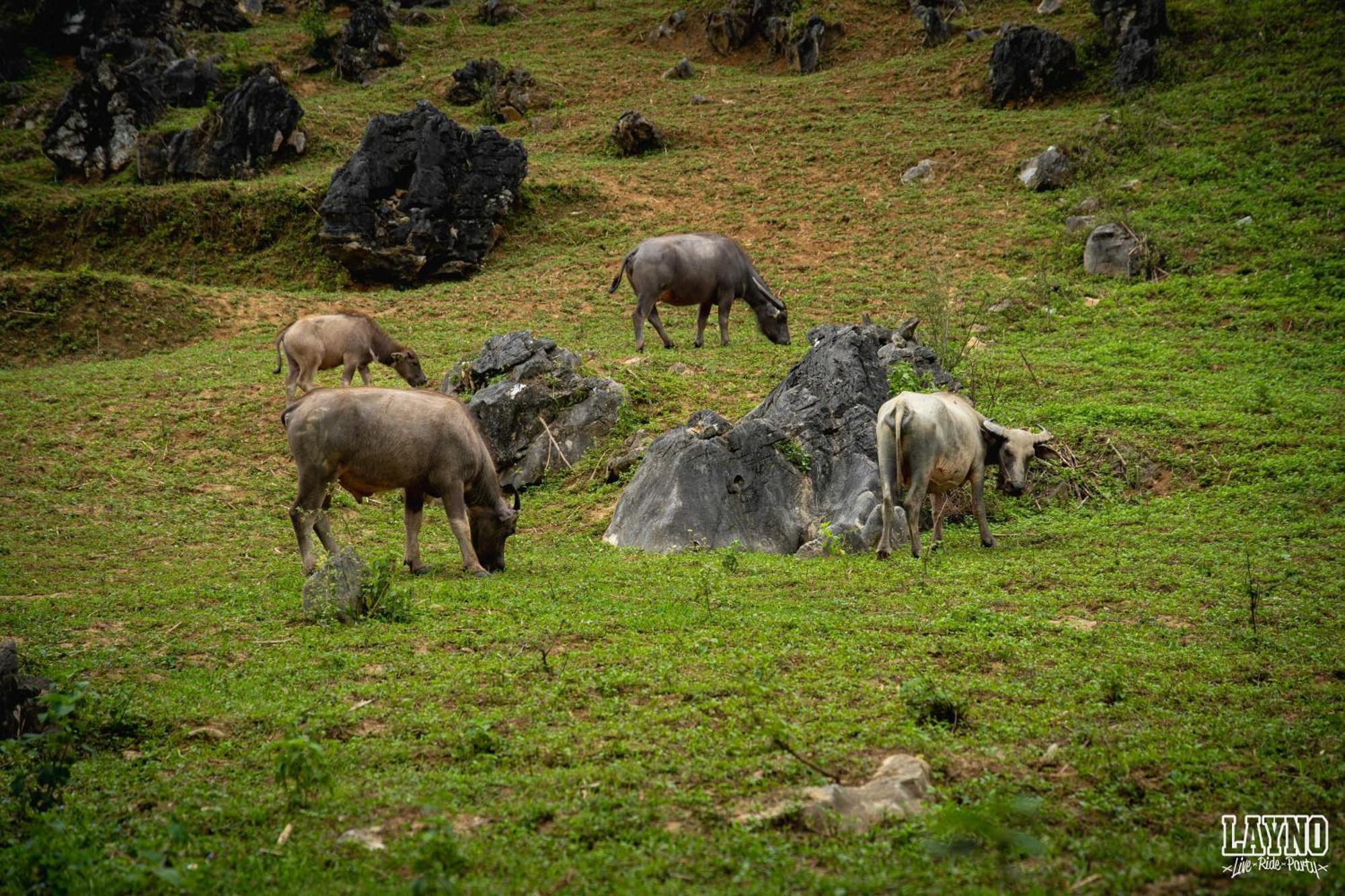 Quiri Hostel Ha Giang Lang Lap Zewnętrze zdjęcie